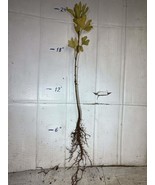 Ginkgo Biloba plant, 2-3 year old, oldest tree in the world. Split leaf ... - $35.56 CAD