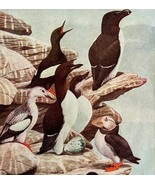 Puffin Auk And Other Sea Birds 1936 Bird Art Lithograph Color Plate Prin... - $54.86 CAD