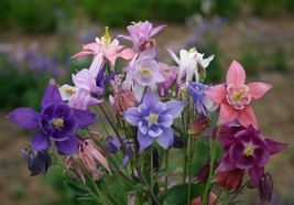 100 Columbine Aquilegia Dwarf European Flower Seeds - £17.60 GBP