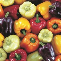 Rainbow Bell Pepper Mix Seeds US Fast Shipping - $3.07