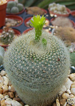 Parodia graessneri rare flowering cactus notocactus cacti flower seed 100 SEEDS - £7.98 GBP