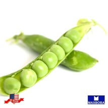 Pea Seeds Lincoln Non-Gmo Heirloom Vegetable Garden Usa Shipping - £5.33 GBP