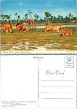 Florida West Palm Beach Lion Country Safari Giraffes Zebras Nature VTG Postcard - £7.51 GBP