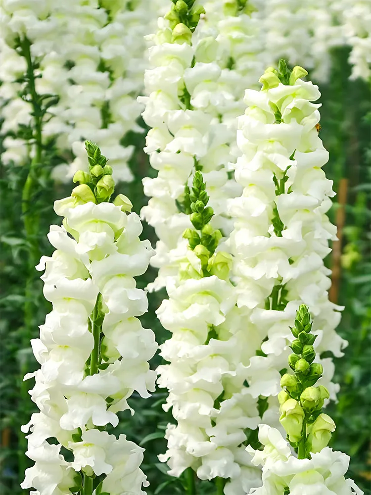 US Seller 500 Seeds Tall White POCONG Snapdragon Seeds High Germination - £5.48 GBP