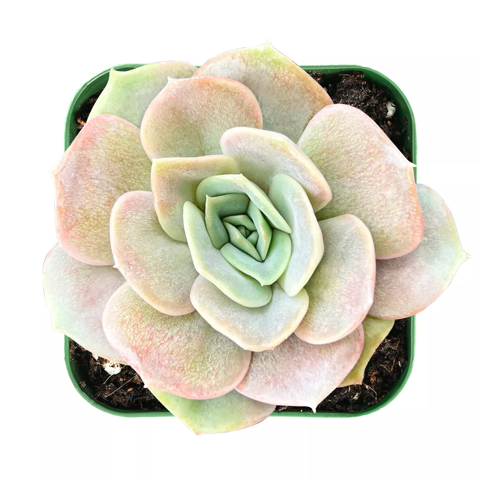 Live Rosette Echeveria Blue Surprise succulent Plant Fully Rooted in 2&#39;&#39;... - £20.11 GBP