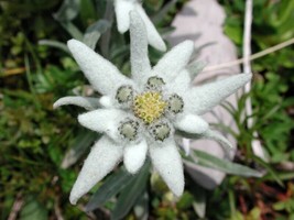 BPA 50 Seeds Edelweiss Leontopodium Alpinum Flower From USA - £7.91 GBP