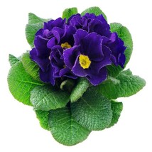 Fresh Primrose Seeds Primula Acaulis Blue Common Primrose Flower Seed 20... - $18.88