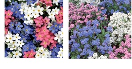 600 Seeds Forget Me Nots MIXED COLORS Perennial Early Blooms Pollinators - £21.54 GBP
