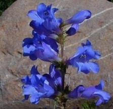 50 Penstemon Heterophyllus Blue Spring Flower Seeds PerennialFrom US  - £6.45 GBP