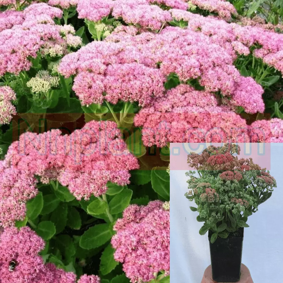 Sedum Autumn Joy Stonecro Spectabile Hylotelephium Herbst Live Plant 4in... - $22.97