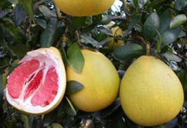 5 Pc Seeds Citrus maxima Red Flesh Plant, Chinese Grapefruit Seeds for Planting - £20.14 GBP