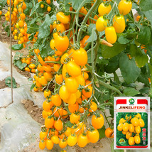 Compact Brilliance: 5 Bags (200 Seeds / Bag) of Yellow Saint Cherry Tomatoes - $12.99