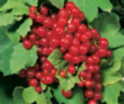 Red Lake Currant Plant dormant starter plant 1-3 inches tall - £27.17 GBP