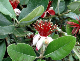 5 Pc Seeds Hardy Pineapple Guava Plant, Feijoa sellowiana Seeds for Planting RK - £14.94 GBP