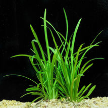 Live Bunch Dwarf Sag Sagittaria Subulata Aquarium Oxygenation Aquatic Pond Plant - £15.64 GBP