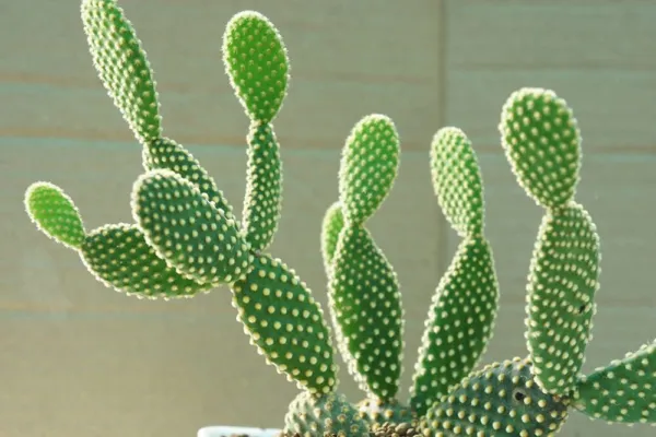 Fresh Bunny Ears Cactus Seeds 20 Seeds Exotic Cactus Popular For Bonsai Or Conta - £12.78 GBP