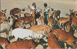 Postcard Florida Silver Springs Deer Ranch Tame Herd Children 5.5 x 3.5 &quot; - £5.38 GBP