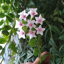 Hoya Bella - Hanging Plant, Wax Vine, Fragrant Blooms- Easy to Root &amp; Ca... - $16.41 CAD+