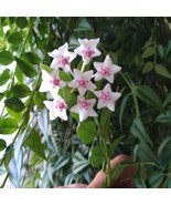 Hoya Bella - Hanging Plant, Wax Vine, Fragrant Blooms- Easy to Root &amp; Ca... - $14.73 CAD+
