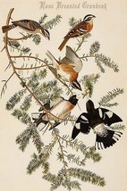 Rose Breasted Grosbeak by John James Audubon - Art Print - $21.99+