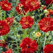 Geum Seed Geum Avens Mrs Bradshaw Flower Seeds 500 Seeds Fresh Seeds Fast Shippi - £13.53 GBP