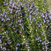 Rosemary Seeds | 100 Seeds | Heirloom - Non-GMO | US SELLER | 1163 - £6.77 GBP