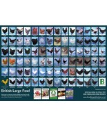 NEW British Large Fowl Poultry A2 Poster Print 59.5x42cm Chicken Bantam ... - £6.19 GBP