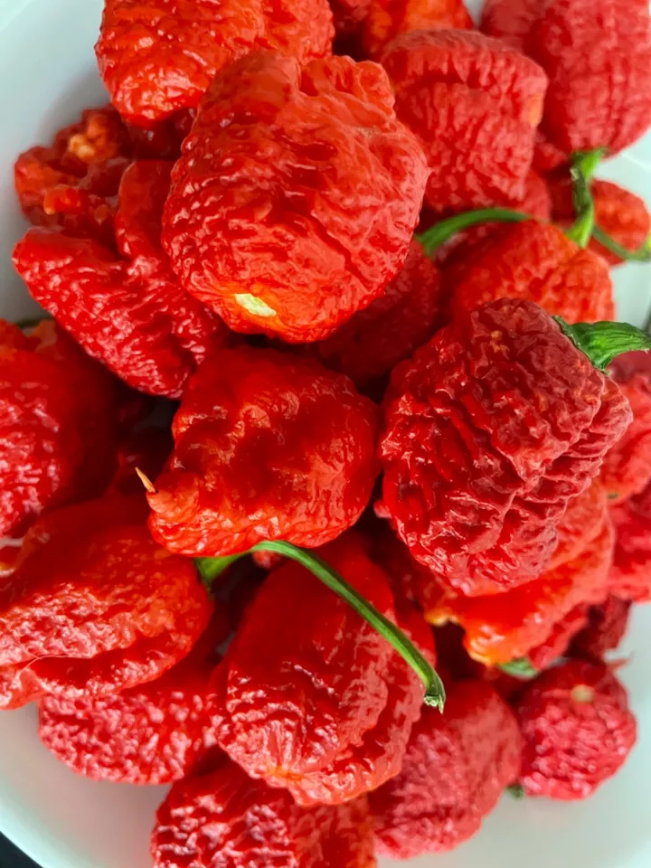 50 of Red Carolina Reaper Chili Pepper Seeds World Record Hot Peppers - £3.44 GBP