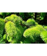 HSeeds Sitka Spruce (Picea Sitchensis), 50 Seeds - $5.02 CAD
