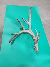 H41 Atypical Whitetail Deer Shed Antler - £55.39 GBP