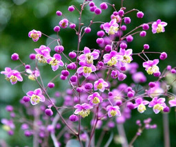 LWSTORE 20 Lavender Mist Meadow Rue Seeds Thalictrum Rochebruneanum ‘Lavender Mi - $10.43