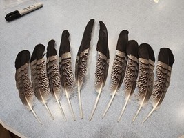 AS17 Lot Of 10 Pen Raised African Harrier Hawk (Polyboroides Typus) Tail... - £241.67 GBP