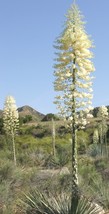 50 Seeds, Yucca angustissima Engelm. ex Trel., Narrowleaf Spanish Bayonet, Sword - £31.45 GBP