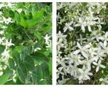 Top Seller - Clematis Paniculata Terniflora Starter Plant - Approx 8-12 ... - $47.93