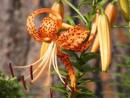 20 Columbian Tiger Lily Oregon Lilium Columbianum Orange Maroon Flower Seeds Fre - $19.98