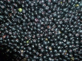 50 Wild Grape Seeds Organic Vitis Aestivalis 2023 Crop - £16.77 GBP