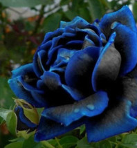 VP Midnight Blue Supreme Rose Seed / Rare Rose / 25Seeds - £7.68 GBP