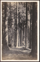 Antique Auto on Road thru Rainier National Park Forest, WA RPPC 1920s #820 - $12.25