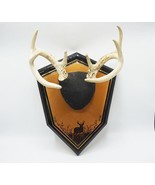 Mancave Garage Decor Whitetail Deer Antler 8 Point Mount-
show original ... - £166.62 GBP