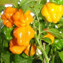 Yellow Scotch Bonnet Hot Pepper Seeds Organic Fast Shipping - $9.19