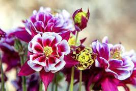 Mixed Purple Green White Red Columbine Double Flowers - £6.67 GBP