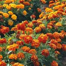 French Marigold Mix Landscaper&#39;s Pack Bulk Assorted Non Gmo 1000 Seeds - £11.15 GBP