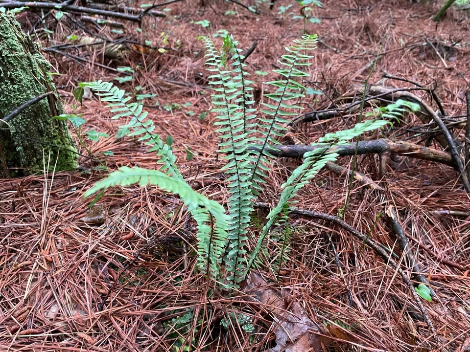 Ebony spleenwort (Asplenium platyneuron) Easy to Grow Gardening USA Seller  - $13.00