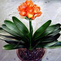 100 Seeds Gorgeous Clivia Bonsai (Kaffir Lilyrare Bonsai Flower Plant Plant Cliv - £21.92 GBP