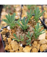 Euphorbia Japonica Cactus Cacti Succulent Real Live Plant in a 4&quot; Pot - $1,460.82 MXN