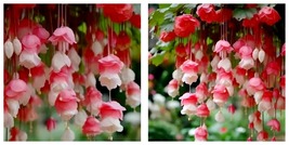 50 Seeds Red White Weep Begonia Flowers Hanging Plant Lots of Blooms Weeping - £19.77 GBP