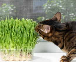 Cat Grass Seeds Choose:  Rye Oat Barley Wheat Blend Seeds   - $9.89