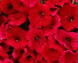 Sale 500 Seeds Fire Chief Red Petunia Nana Compacta Sun Annual Aas Winne... - £7.89 GBP
