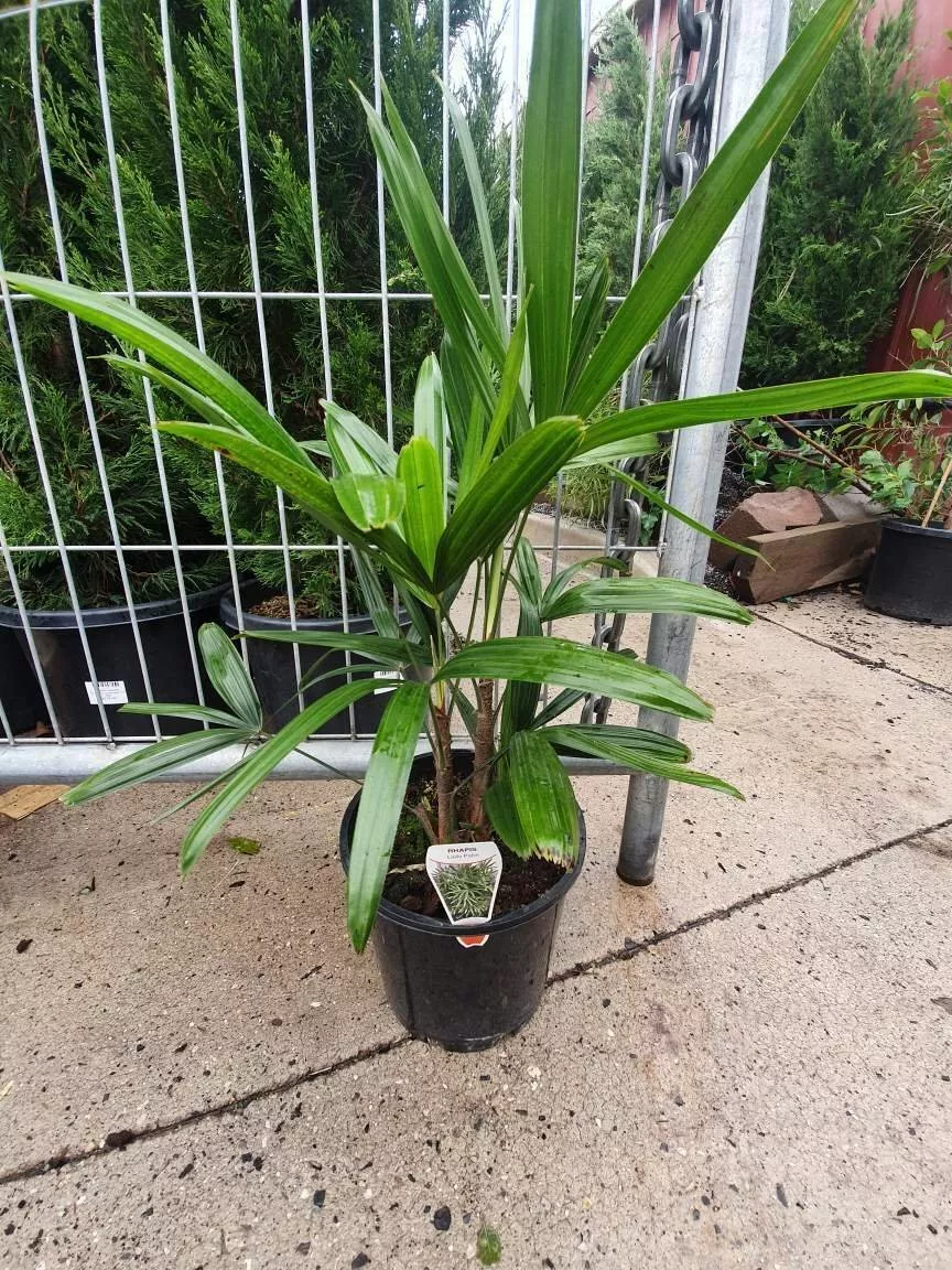 Sago Palm - Live Plant in a 6 Inch Pot - Cycas Revoluta - Beautiful Clea... - £71.06 GBP