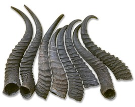 1 Springbok Horn, Dog Chew Springbok Horn Approx Size: 9 to 11 inches long - $18.81
